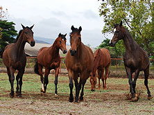 horses_in_training_img1