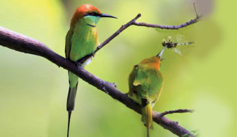 GREEN-BEE-EATER