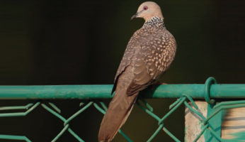 SPOTTED-DOVE