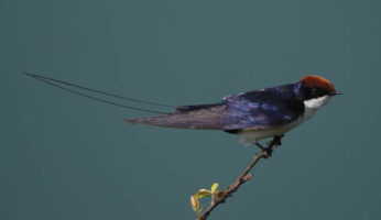 WIRE-TAILED-SWALLOW
