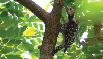YELLOW-CROWNED-WOODPECKER
